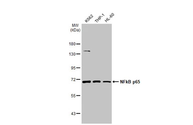 NFkB p65 antibody
