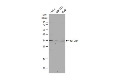 OTUB1 antibody [N1C1]