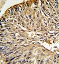 DHFR antibody, C-term