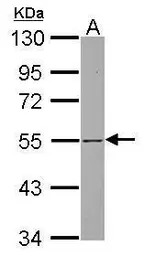 SH3BP5 antibody [N3C3]