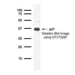 p37 antibody