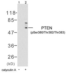 PTEN (phospho Ser380/Thr382/Th