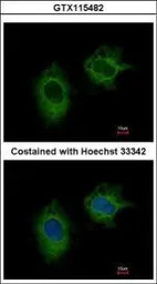 MTHFD2 antibody [N3C3]