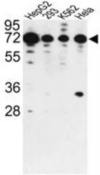 PHACTR2 antibody, N-term