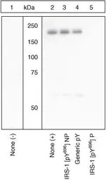 IRS1 (phospho Tyr896) antibody