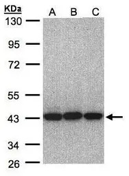 eIF3H / EIF3S3 antibody [N2C3]