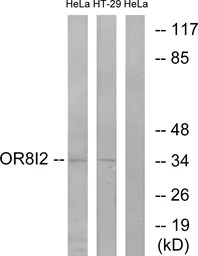 OR8I2 antibody