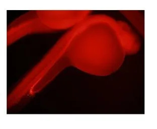 NOLC1 antibody, C-term