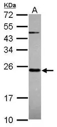 MRPS23 antibody