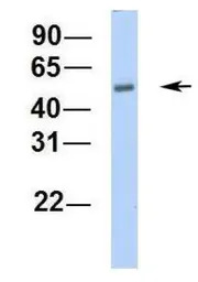 C16orf73 antibody, Internal