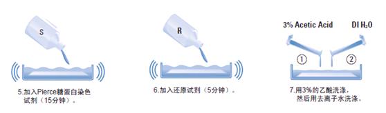 糖蛋白染色试剂盒