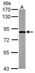 ZER1 antibody [C2C3], C-term