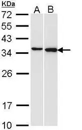 Pirin antibody [N2C3]