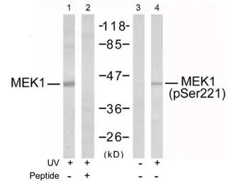 MEK1 (phospho Ser221) antibody