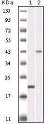 Aurora B antibody [13E8D3]