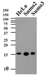 SUMO2 antibody [AT10F1]