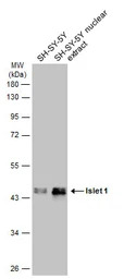 Islet 1 antibody