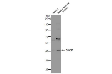 SPOP antibody [N1C1]