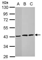 HIBCH antibody
