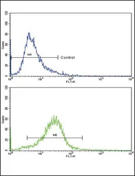 COL6A1 antibody, C-term
