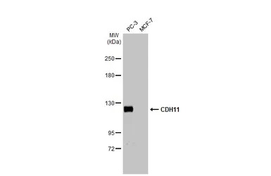 CDH11 antibody
