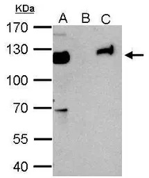 KAP1 antibody [N3C2], Internal