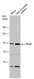 PCAF antibody [C3], C-term