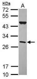 CFHL2 antibody [N1C2]