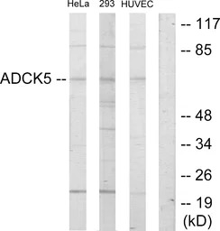ADCK5 antibody