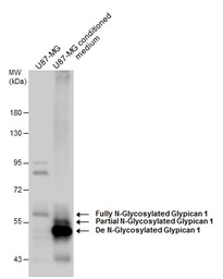 Glypican 1 antibody [N3C3]