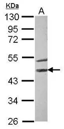 STK40 antibody [N1N3]