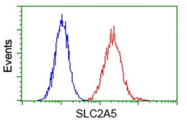 GLUT5 antibody [20E1]