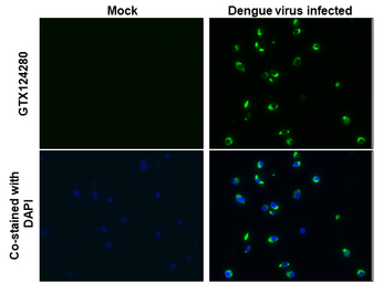 Dengue virus NS1 protein antib