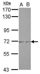 ZNF248 antibody [N1N3]