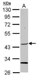 ELP4 antibody
