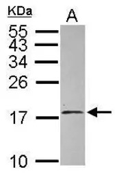 EIF1A antibody