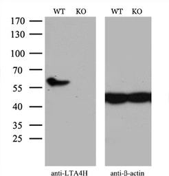 LTA4H antibody [8F4]
