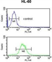 IGH antibody, C-term
