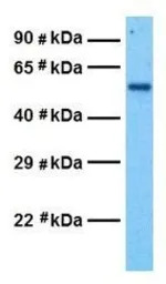 GABA A Receptor delta antibody