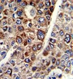 CD38 antibody, C-term
