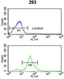 TSPAN12 antibody, C-term