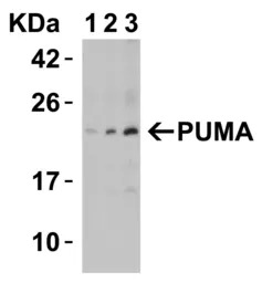 PUMA antibody