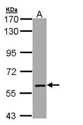 MTGR1 antibody [C1C3]