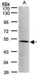 MOK antibody [N2C3]