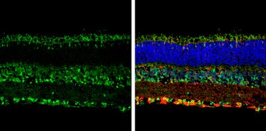Opsin 3 antibody [N1], N-term