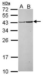 RPSA antibody [N2C3]