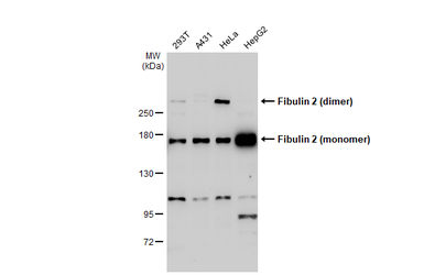 Fibulin 2 antibody