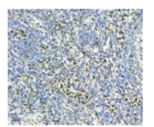 Synaptobrevin antibody [4E240]