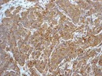 Caspase 8 antibody [EPR162]