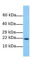 NAT13 antibody, C-term